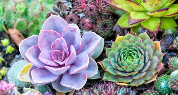 Rosa do deserto: Guia Completo para o Cultivo atualizado 2024