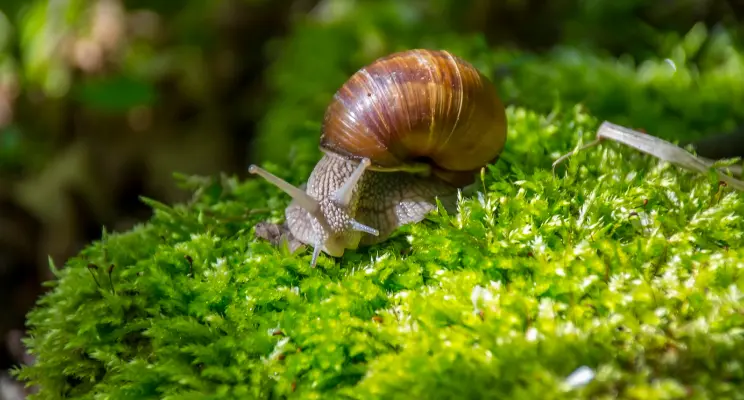 6 Formas Eficazes de Livrar Seu Jardim De Caracóis