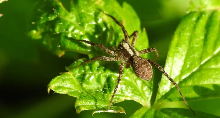 6 Formas Eficazes de Livrar Seu Jardim De Caracóis