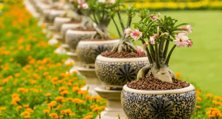 Rosa do deserto: Guia Completo para o Cultivo atualizado 2024