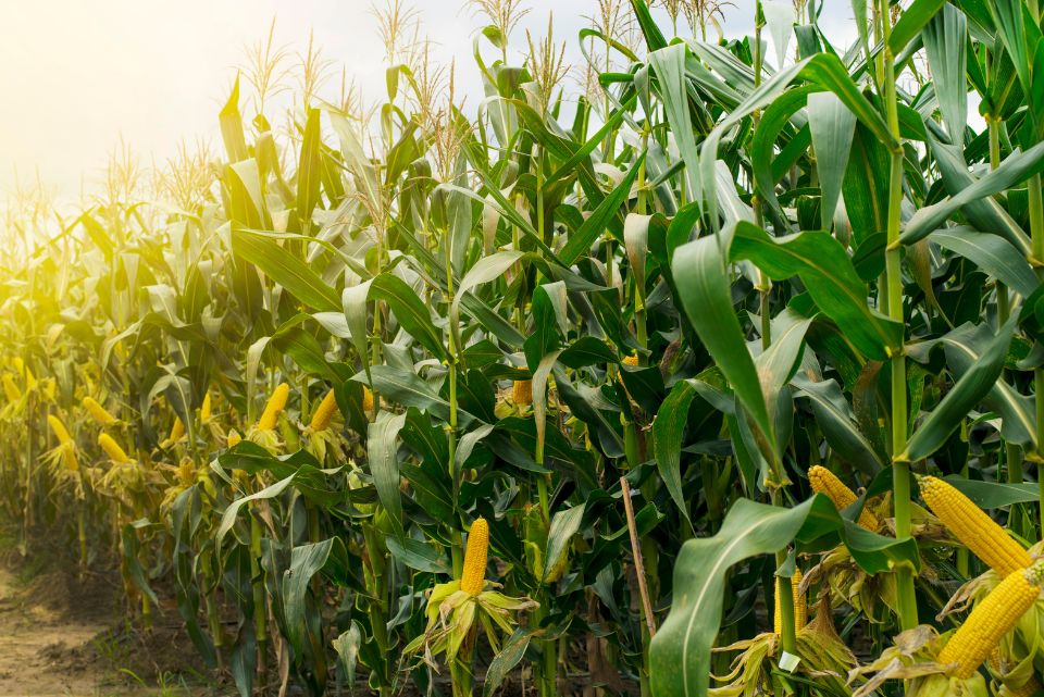 Como plantar milho: conheça 6 diferentes formas para você cultivar