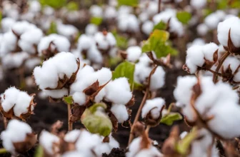 Plantação de Algodão – Dicas para um Plantio de Sucesso