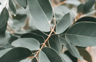 Plantação de Eucalipto