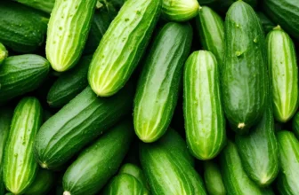 Plantação de Pepino